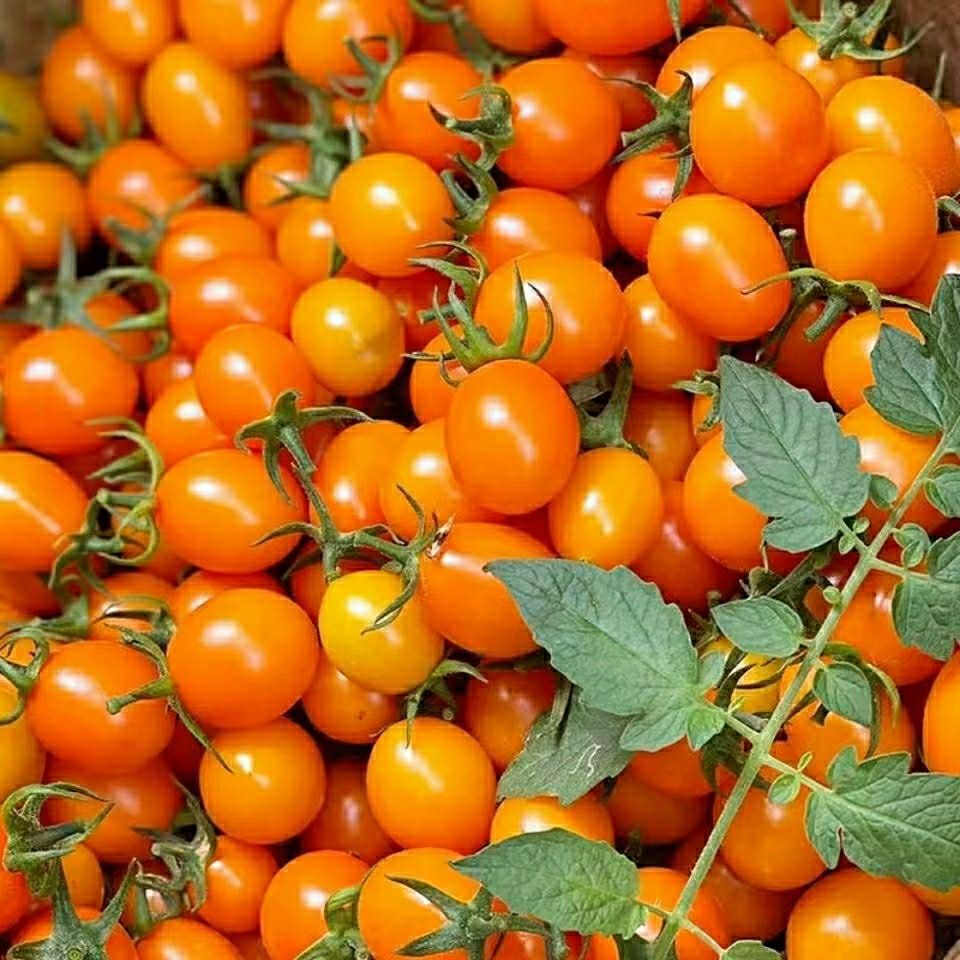 圣女果新鲜番茄当季自然熟孕妇西红柿生吃黄金小番茄三斤装