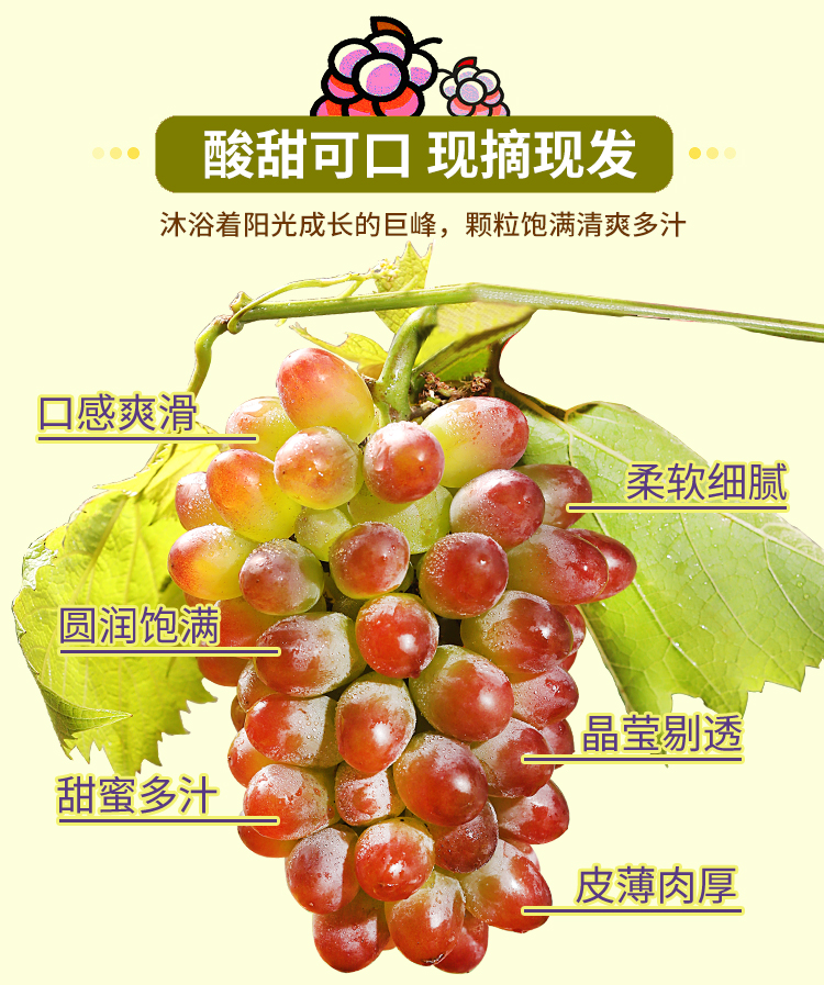 晨臻茉莉香葡萄5斤当季新鲜水果东北辽宁郁金香提子玫瑰香大粒葡萄应