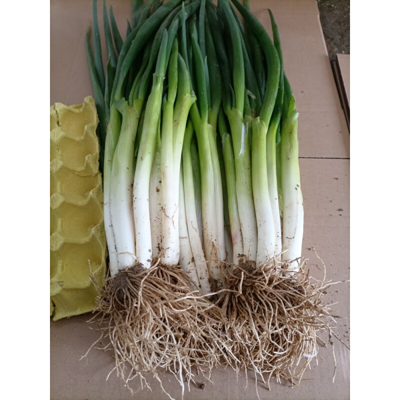 新鲜黄葱本地小黄葱河南分葱农家现挖现发大葱小香葱可吃可种 2500g