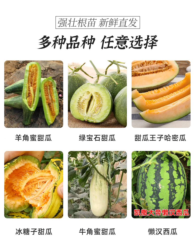 牛角蜜甜瓜100粒【图片 价格 品牌 报价】-京东