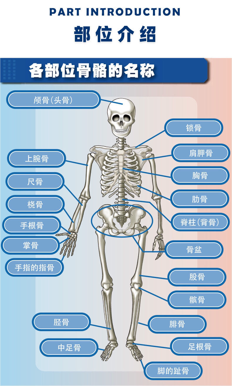 人体器官玩具人体骨架模型内脏模型仿真可拆卸医学教具科教类玩具神
