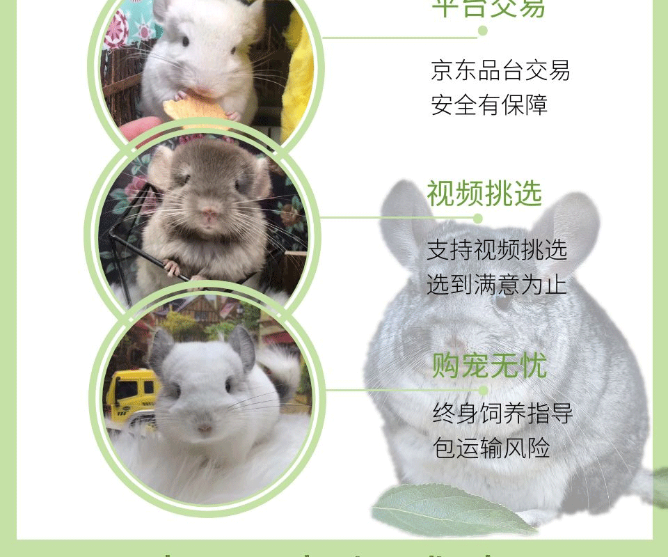 龙猫活体幼崽 龙猫活物毛丝鼠可爱家养宠物鼠活宠 紫灰妹妹【图片 价