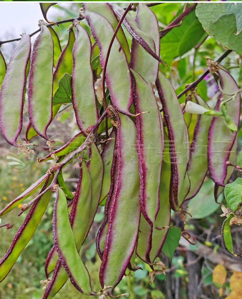 红边扁豆角种子早熟苗高产四季紫扁眉梅豆角种籽春秋农家蔬菜种孑红边