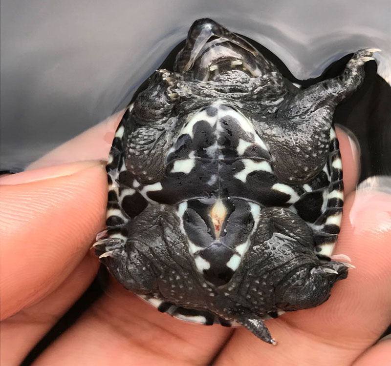 zxc2021墨西哥巨蛋白墨龟苗鱼缸观赏龟反头纹墨蛋龟活体大型深水乌龟
