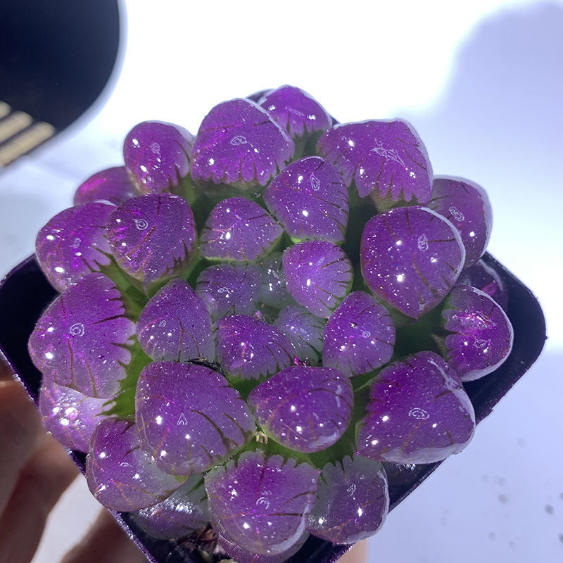 冰灯玉露彩色多肉植物四季易养活潘氏水晶玉露室内桌面盆栽蓝色大号