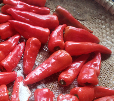 糯米包辣椒 湘西沅陵特产 贵州湖南农家 糯米包辣子 渣辣子鱼儿 辣椒