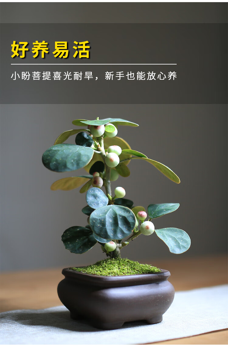 紫砂小盼菩提_12.jpg