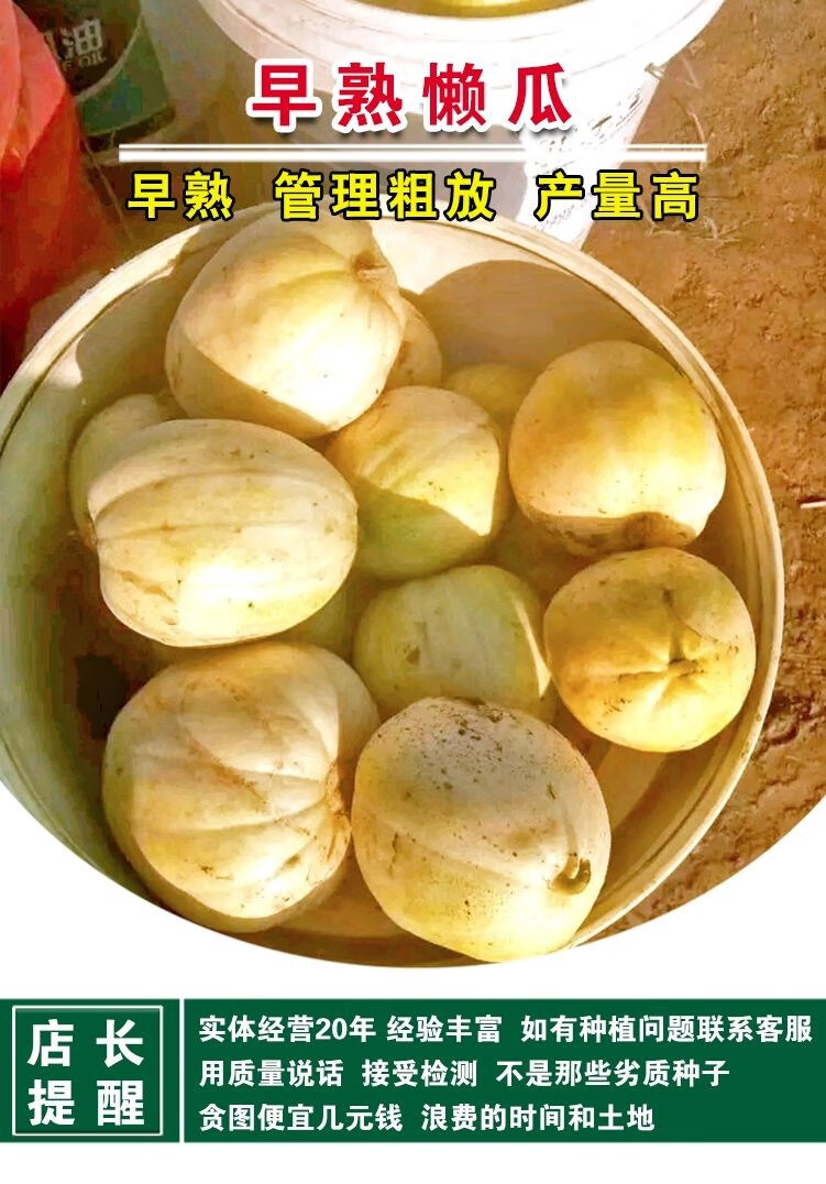 【极早熟懒瓜种子】懒汉瓜王 甜掉牙 懒汉型甜瓜种子 无需整枝甜香瓜
