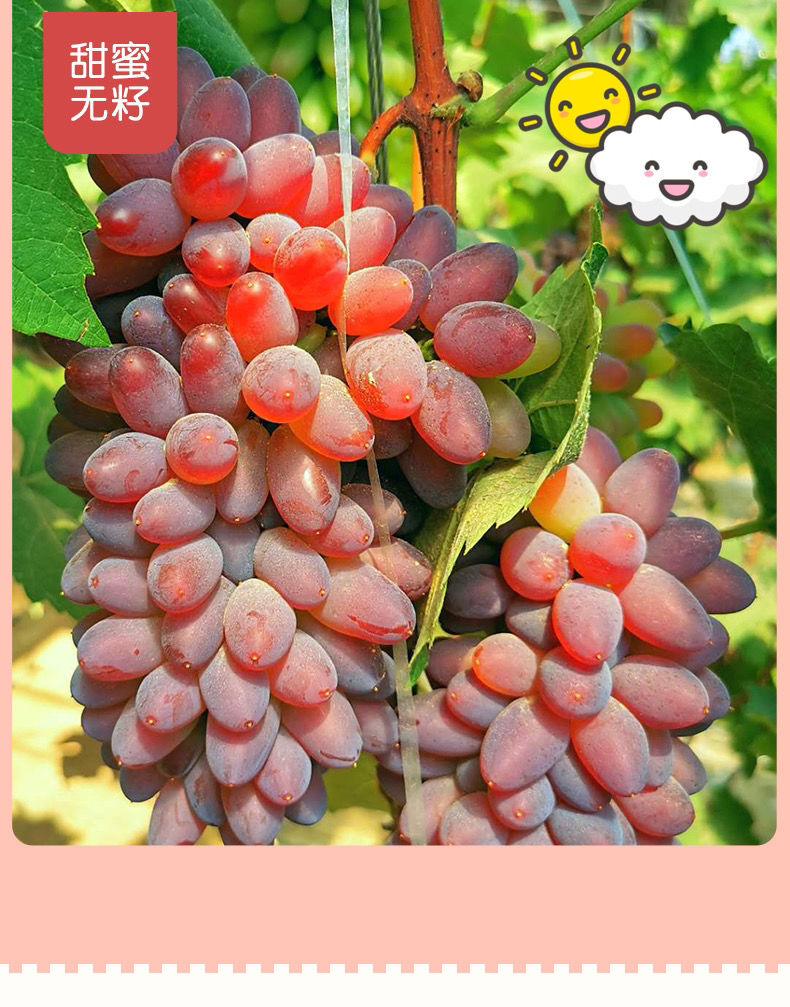 郁金香葡萄新鲜时令水果茉莉香葡萄迷你小葡萄无籽提薄皮纯甜当季整箱