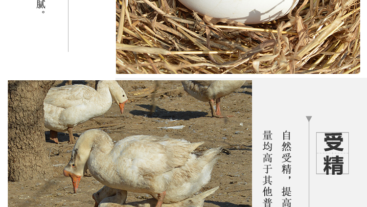 五龙鹅大三花受精鹅蛋受精蛋种蛋可孵化鹅苗种蛋种鹅蛋四季鹅三花