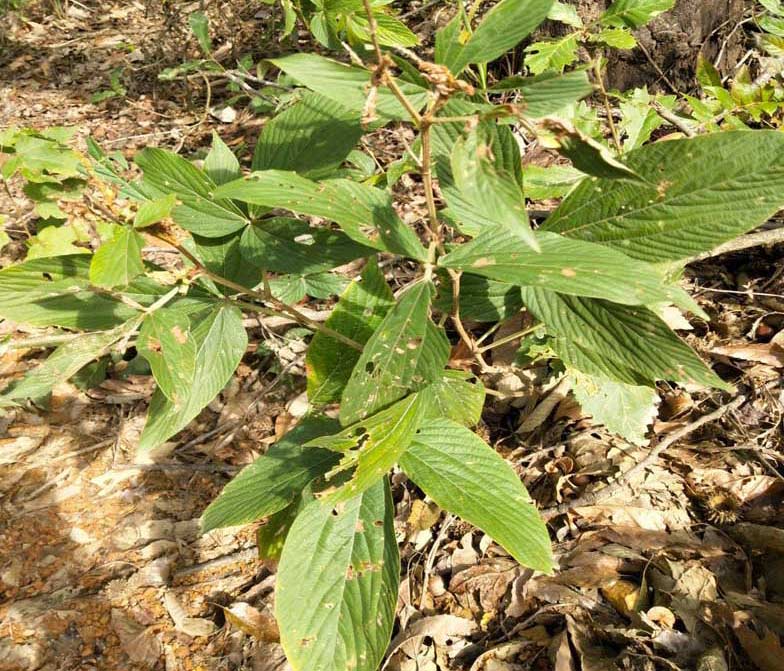 广西野生千斤拔500g中药材一条根钉地根千金拨 钻地风中草药【图片