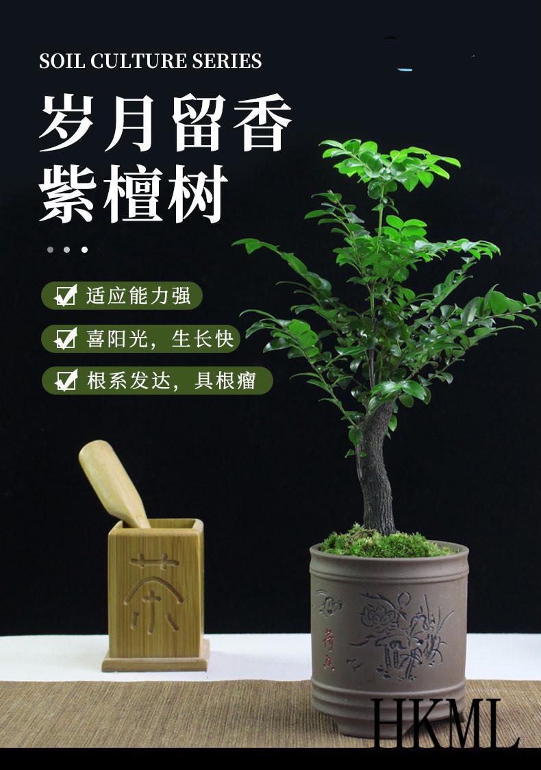 小叶紫檀盆景树苗绿植物盆栽树桩名贵正宗檀香木室内常青hkml双杆紫檀