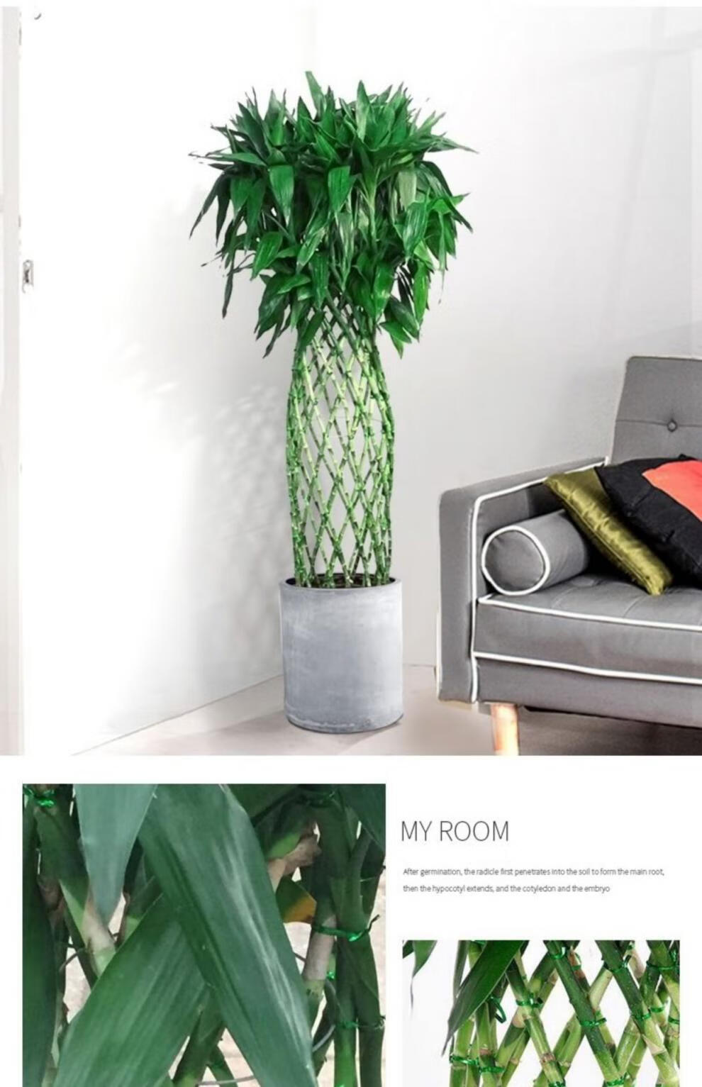 富贵竹盆栽富贵竹笼开运竹大型室内盆栽转运竹开业乔迁新房绿植办公盆