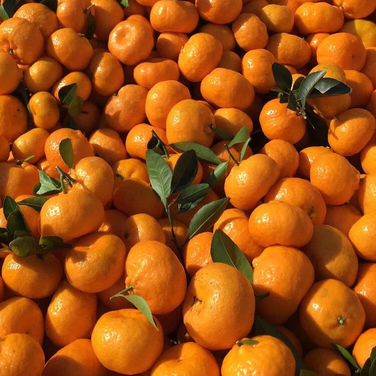 精选生鲜南丰蜜橘小桔子比沙糖桔薄皮酸甜当季新鲜水果孕妇砂糖橘子