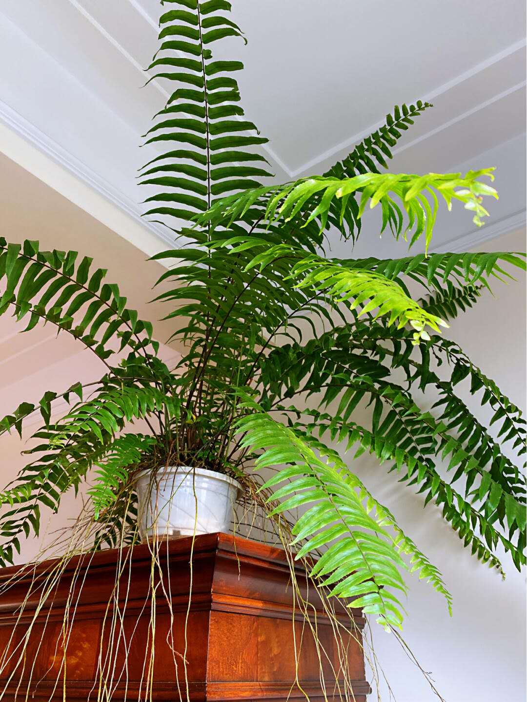 王蕨长叶肾蕨绿植大型蕨类垂吊植物室内盆栽阳台花卉植物 360#塑料盆