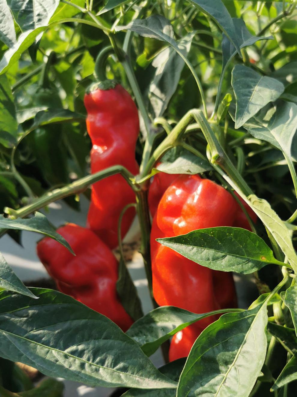 【产地直销】现摘新鲜红辣椒肉椒大红泡椒微辣菜椒牛角椒做辣椒酱