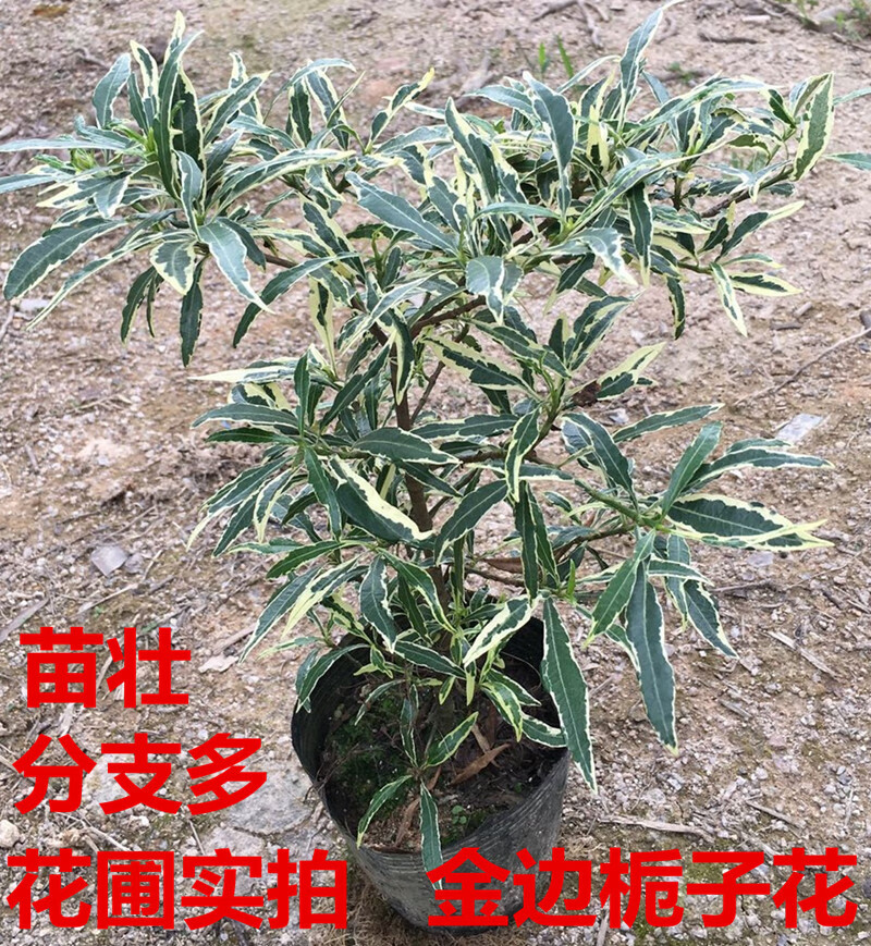金边小叶栀子花盆栽雀舌花叶栀子花栽室内带香味花卉盆栽超大2号含盆