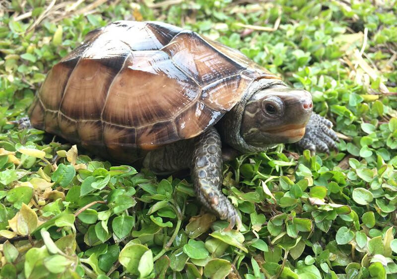 宠物活物中华本地大草龟金线龟镇宅风水土龟长寿水族乌龟活体 母龟11