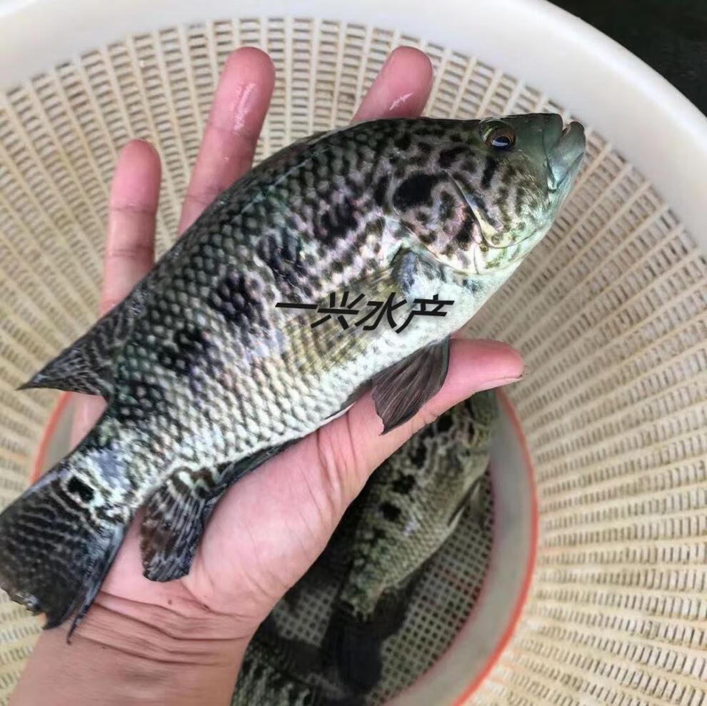 淡水石斑魚苗魚淡水石斑魚苗花斑魚苗老虎斑活體包活710公分200條