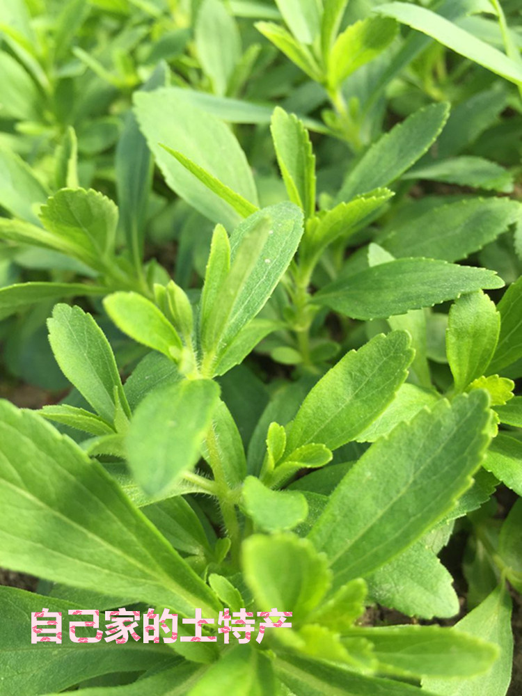 甜葉菊苗甜菊葉苗 陽臺盆栽甜葉菊苗 甜葉菊幼苗 甜葉菊種苗食用 薄荷