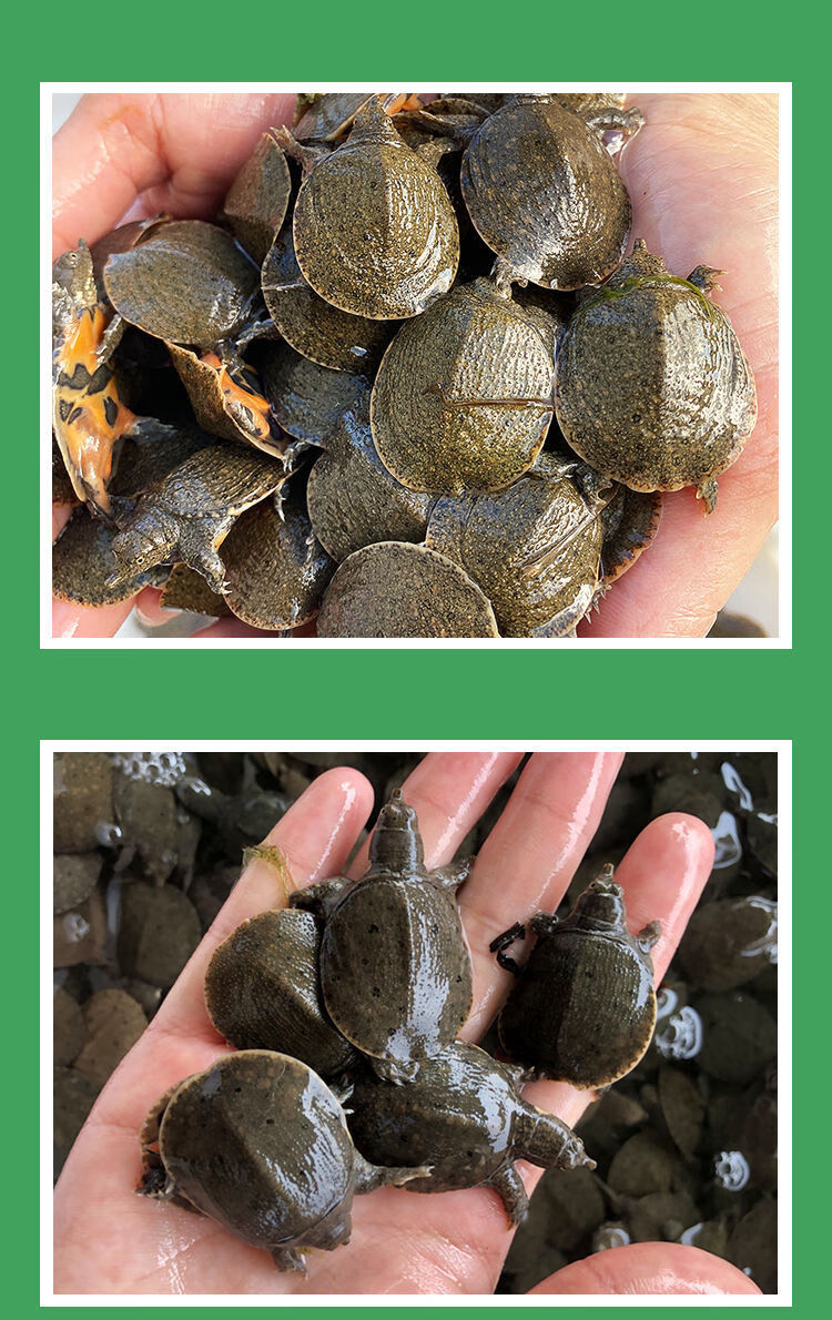 甲鱼苗活物生态养殖中华鳖淡水王八宠物鲜活苗养殖地直发包活13两纯