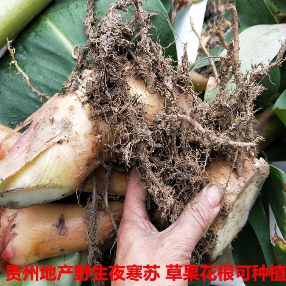 农家土特产贵州草果老根新鲜草果花草果叶高汤香料调料根500克