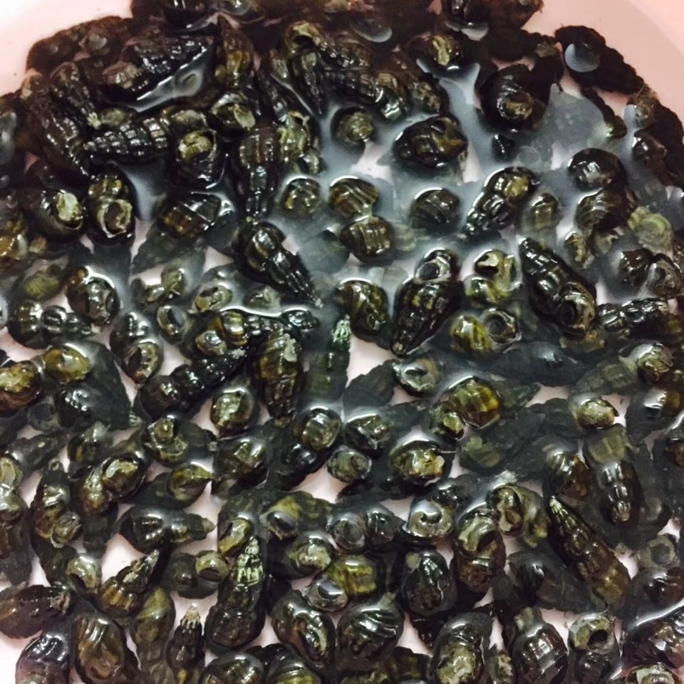 扭纹螺鲜活深山山坑螺爽口山坑螺螺丝螺水产3斤