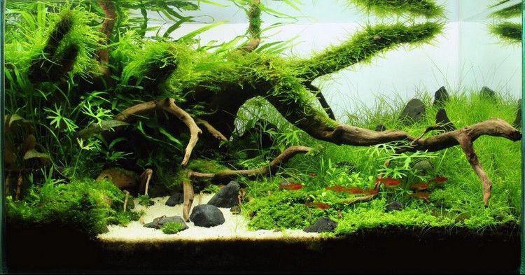 活体摩丝真水草沉木莫丝鱼缸水族箱造景装饰 大三角莫斯1盒装【图片