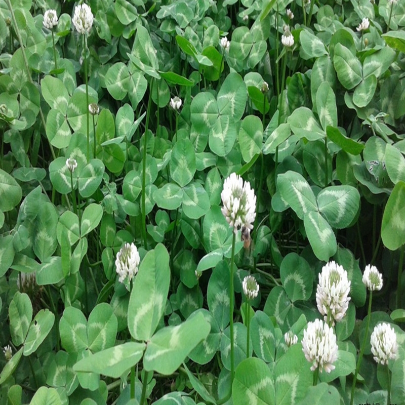 长镰草种子 响铃草 墓地草坪种子 耐旱耐贫瘠 四季青草籽 坟头草