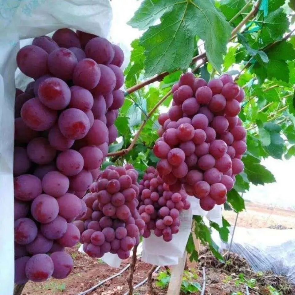 新鲜现摘红提非无仔克伦生葡萄新鲜应季水果红提子4斤无籽红提普通