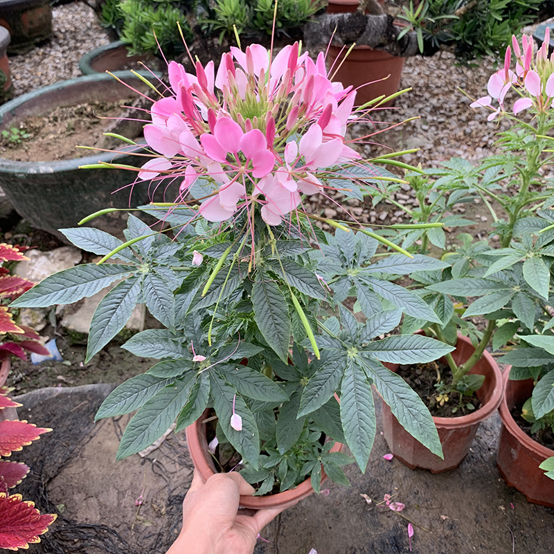 多瑙梦醉蝶花盆栽苗凤蝶草耐热高温花期长别墅庭院盆栽阳台花卉苗蝴蝶