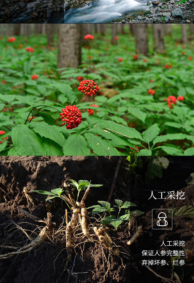 新鲜长白山人参东北煲汤五十年万良野生吉林特产高丽特大泡酒川谷食源