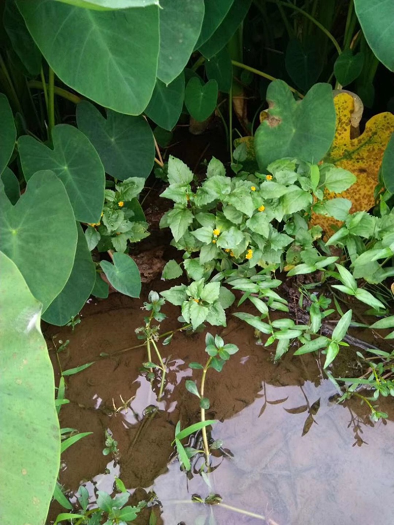 水培沼泽过滤箱挺水植物美人蕉莺尾水菖蒲水芋龟缸过滤水草铜钱草莺尾