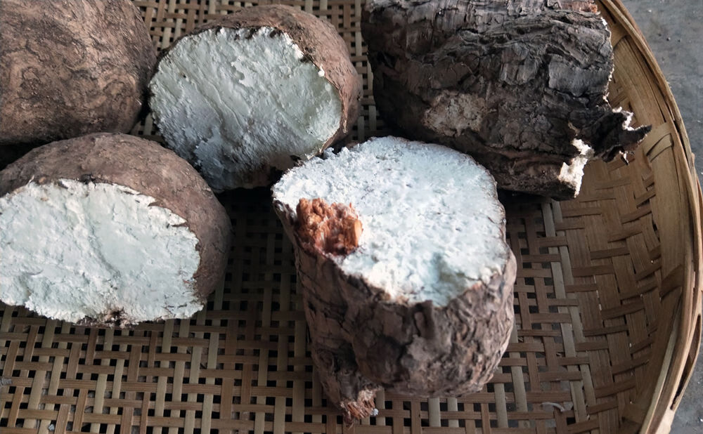 云南野生茯苓新鲜整个茯苓白茯苓带皮湿茯苓正宗特级中药材野生 250克