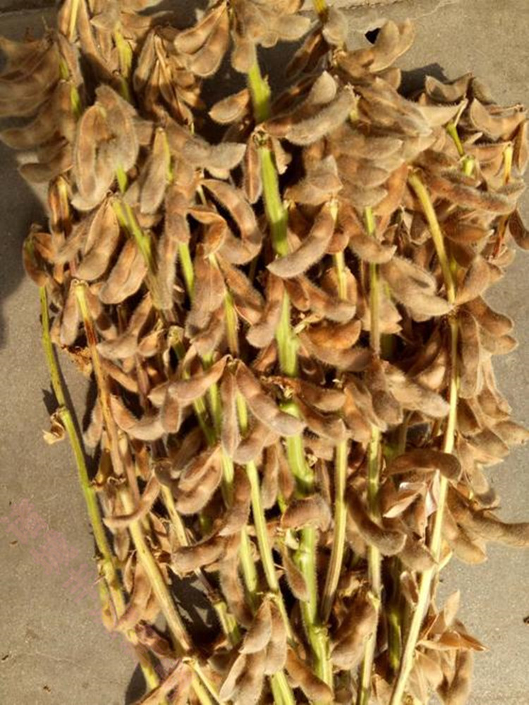 千斤豆黄豆种子大豆种春夏季播大田基地均可种植大豆种亩产1000斤千斤