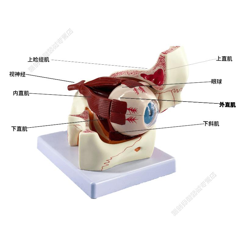 品牌优选娇之乐人体眼球模型6倍放大眼球模型五官科眼睛构造解剖教学