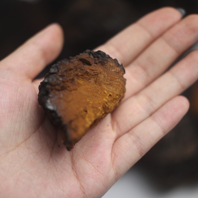 桦树榕的功效白桦树茸桦树茸野生一斤华树茸白桦茸茶华褐孔菌