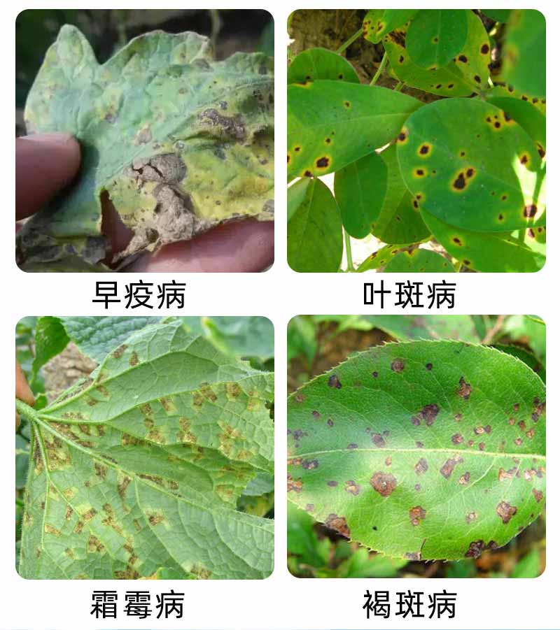 代森锌农用蓝粉杀菌剂灰霉病早晚疫病霜霉病青蔬菜葡萄果树专用药200g