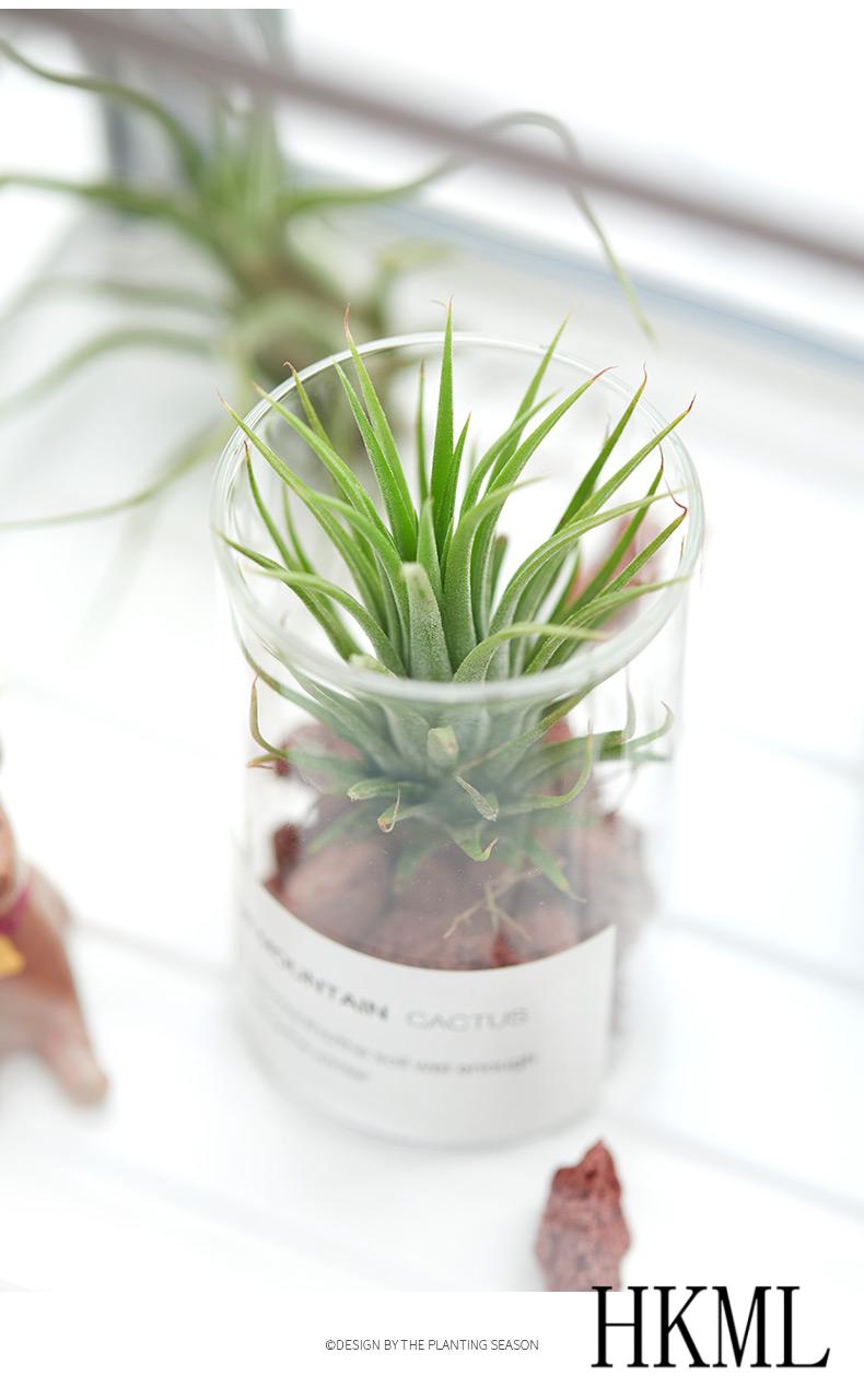 空气凤梨植物组合盆栽玻璃瓶办公桌懒人无土植物室内多肉套餐绿植 小