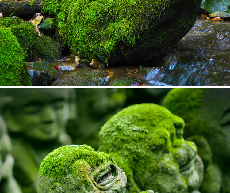 日式苔藓植物水陆缸石头日式庭院龟缸盆景装饰青苔石头微景观材料羊毛