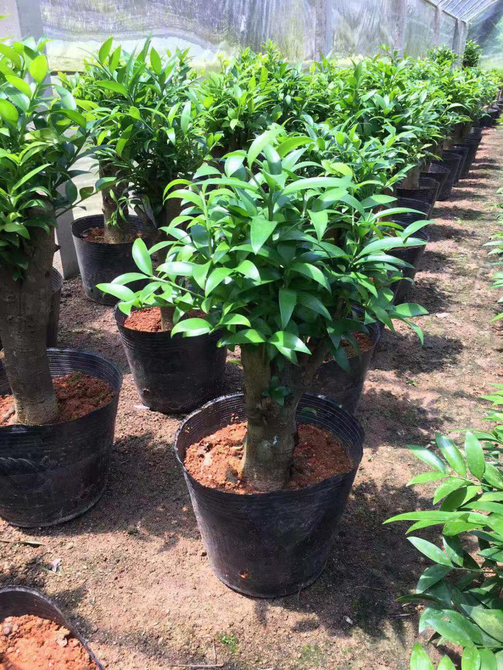 园艺竹柏大树苗平安树长寿竹盆栽竹柏老桩盆景竹柏树观叶植物 原生