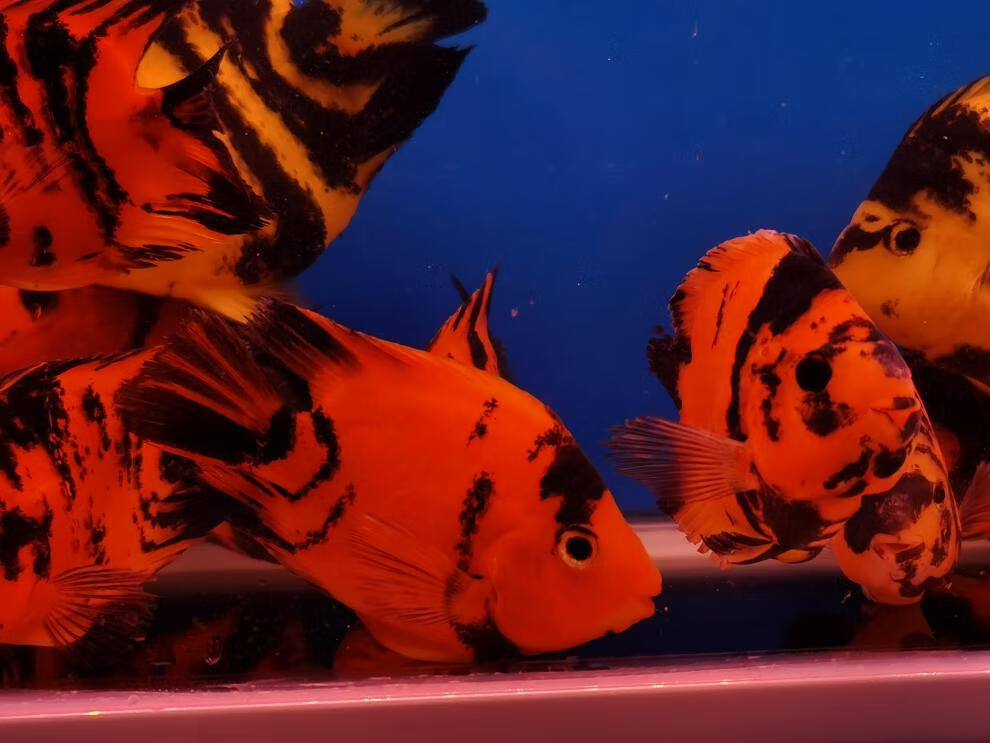 族萃热带观赏鱼淡水鱼发财鱼红白鹦鹉鱼活鱼风水鱼黑红黄斑马活体911