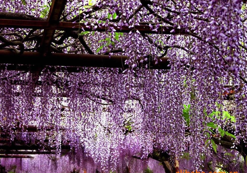紫藤花树苗爬藤攀爬庭院围墙四季开花植物老桩盆栽花苗藤蔓紫藤萝麝香