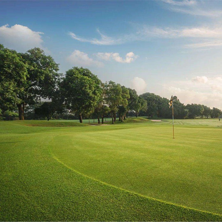 月娥地毯草种子绿化草坪草籽耐旱四季常青庭院矮生草种草皮种子简雪