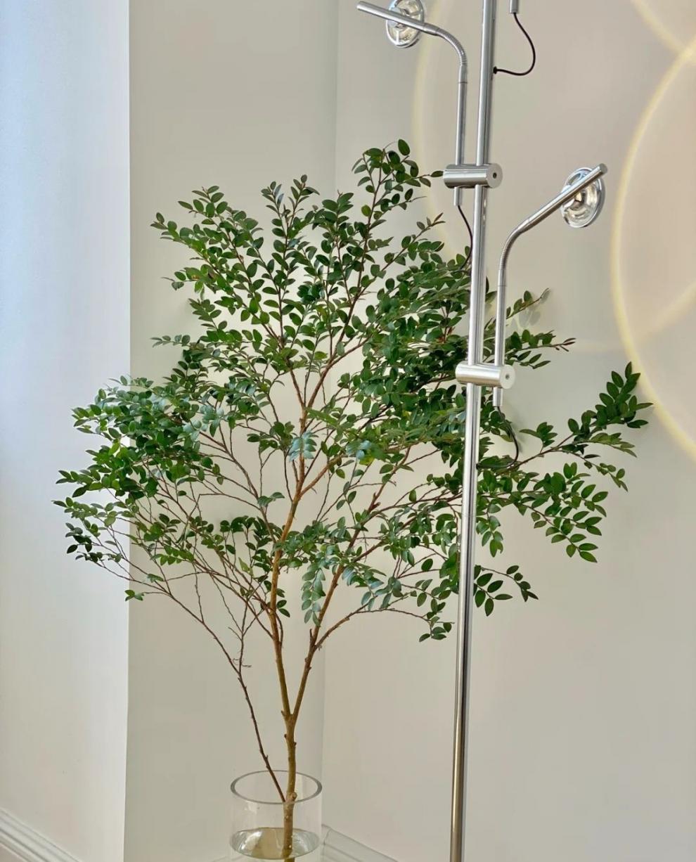 吊钟马醉木平替美男树水培鲜切枝室内客厅装饰水养绿植北欧古韵风130