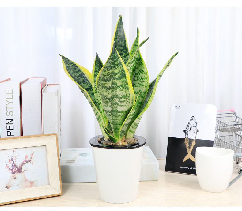 精选直发虎皮兰盆栽室内绿植花卉四季常青办公桌吸植物虎尾兰黑白大盆