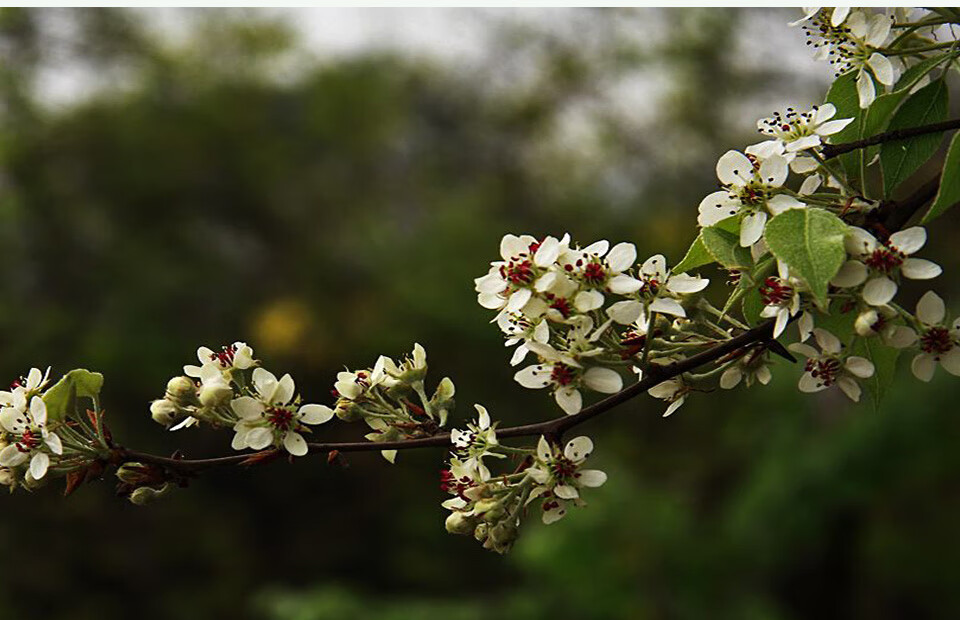 现摘现发云南新鲜堂梨花时鲜蔬菜农家菜酒店食材手工自制采摘特色菜