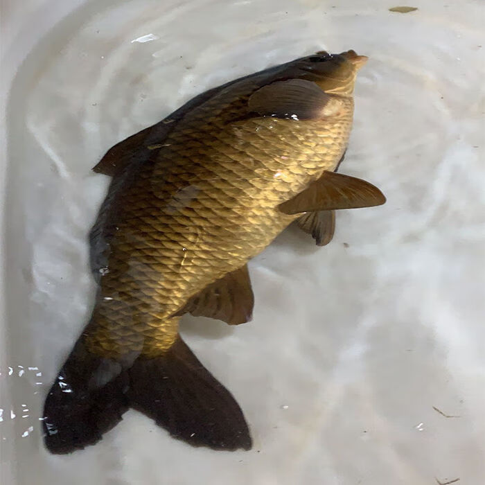 千岛湖鲫鱼正宗鲜活活体孕妇月子下奶炖汤儿童老人淡水鱼整条 2斤