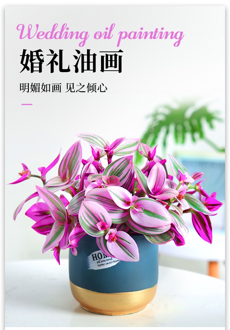 大颗油画婚礼吊兰盆栽胭脂云多肉植物办公室内花卉桌面好养绿植油画