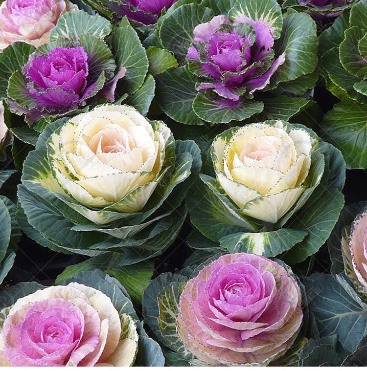 日本羽衣甘蓝种子种籽孑菜籽苗菜苗秋冬季阳台四季盆栽蔬菜羽叶 白鸥